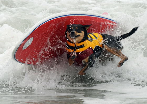 Собака серфингист