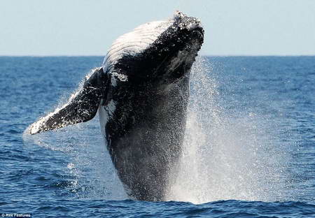 синий кит горбатый