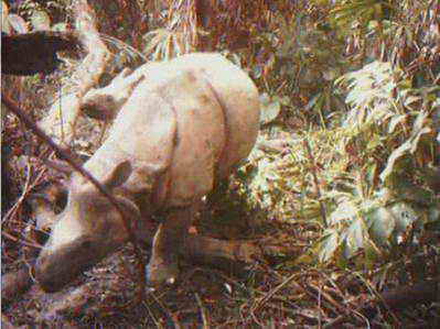 детеныш носорога