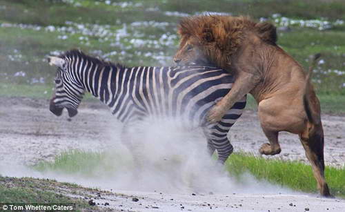 львы на охоте за зебрами