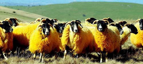 Оранжевые овцы