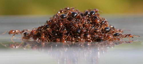 Южноамериканские муравьи