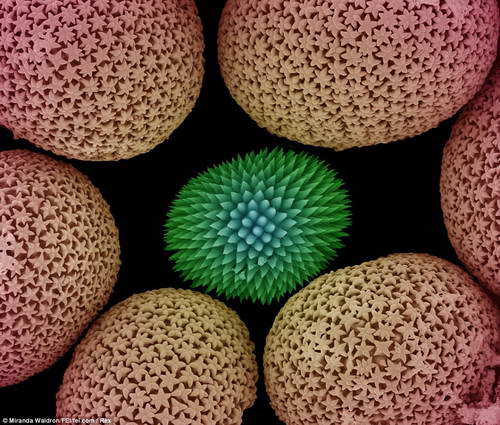 Фото супермощным микроскопом