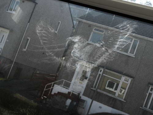 Отпечаток совы на окне