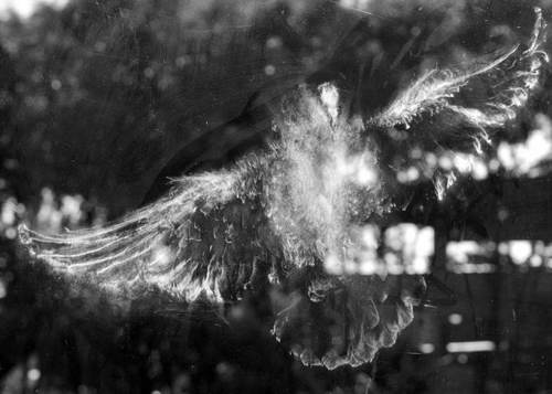 Отпечаток совы на окне