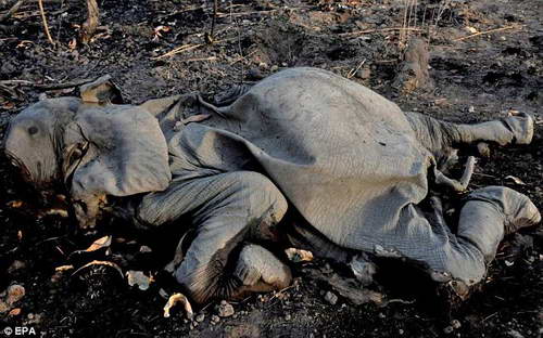 Убийство слонов из-за бивней