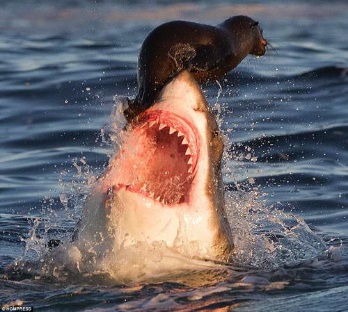 Тюлень спасается на носу белой акулы