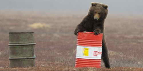 Медведь ищет керосин в брошенных бочках