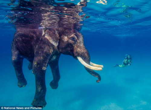 Слон Раджан любит погружаться в мору