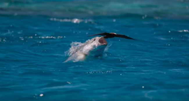 Охота на птицу гигантского каранкса (рыба)