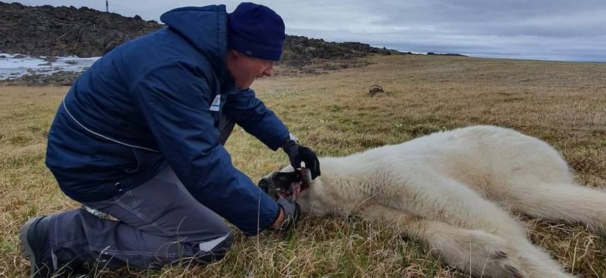 Ветеринары спасают белого медведя